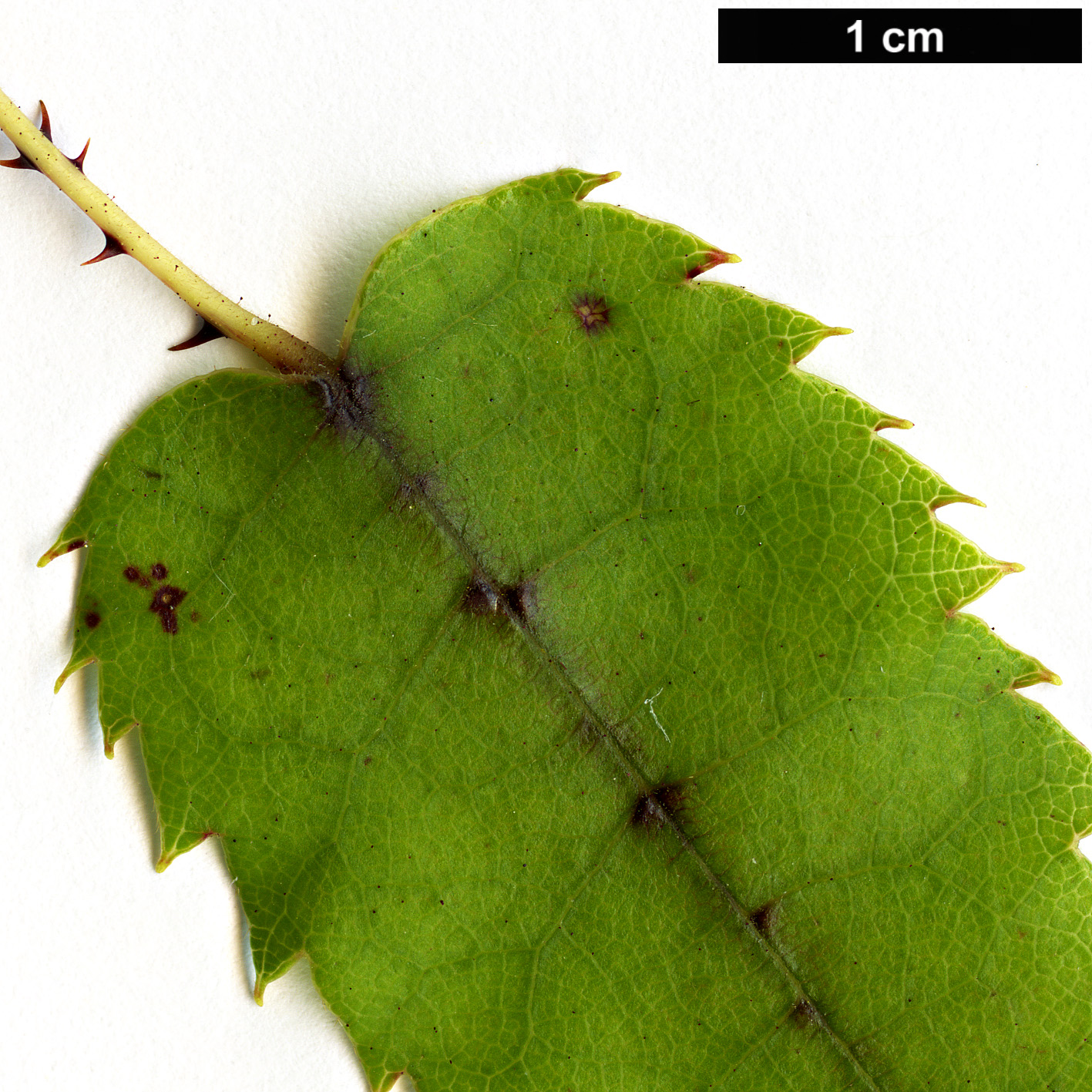 High resolution image: Family: Rosaceae - Genus: Rubus - Taxon: cissoides